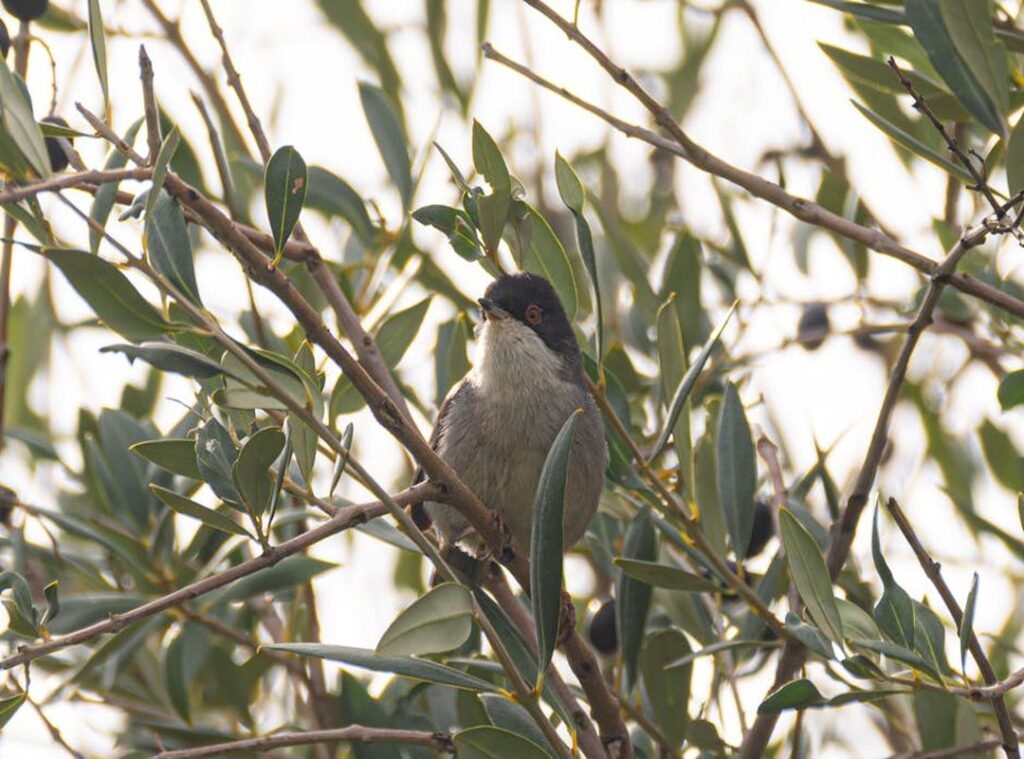 sylvia jeffreys net worth