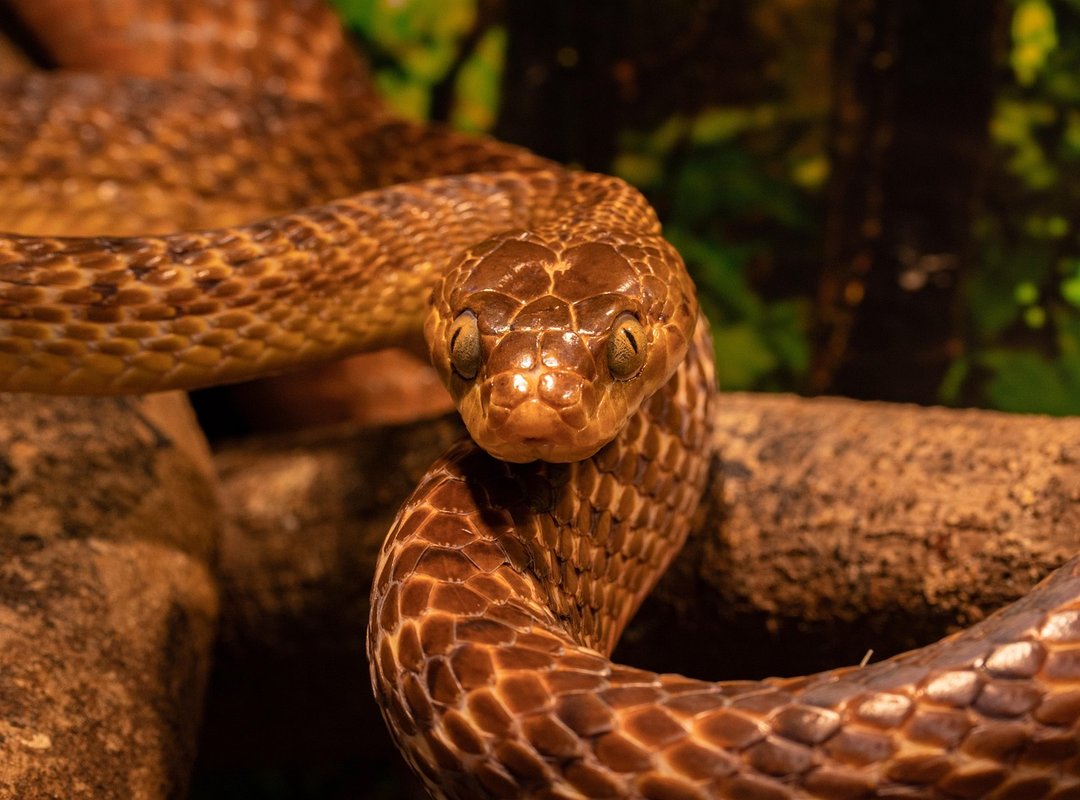 Health Indicators in Snake Poop