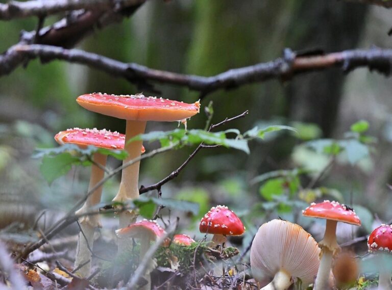 movimiento lluvia gif